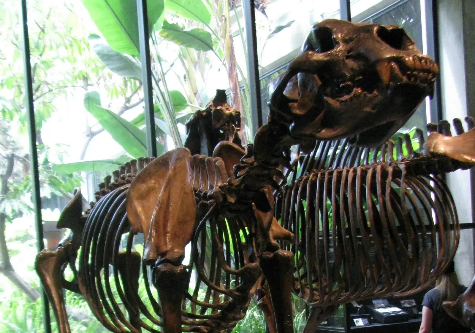 #11 - It Was a Solitary Loner With No Family Structure (Image Credits: Wikimedia)