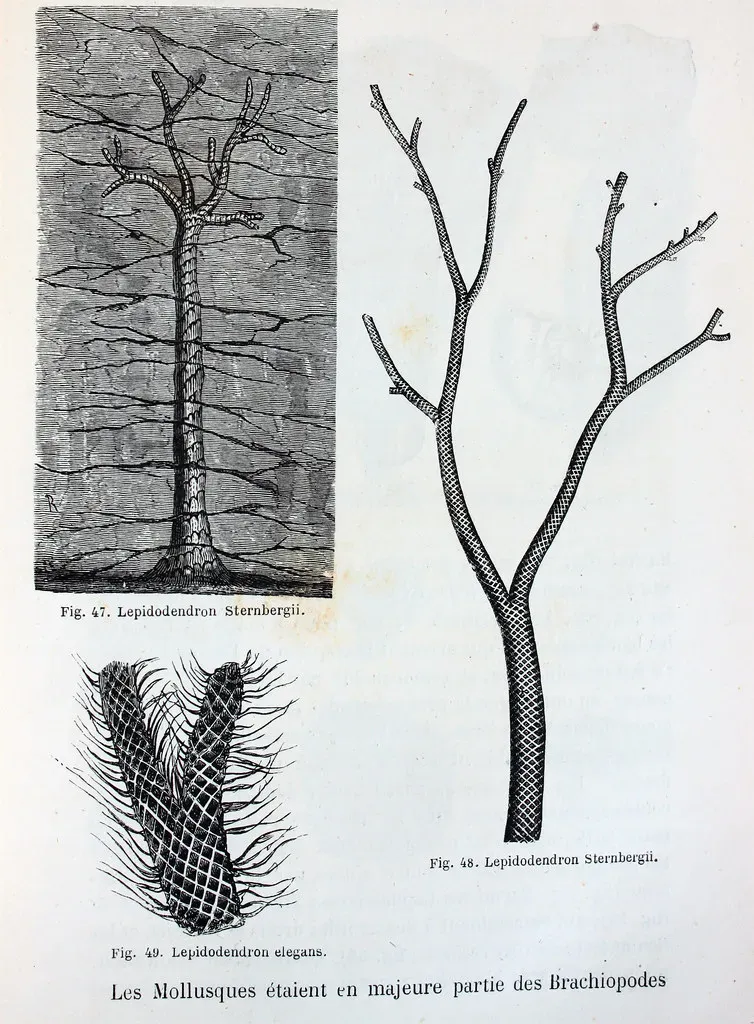 Plant Giants: Trees That Weren’t Really Trees (Image Credits: Flickr)
