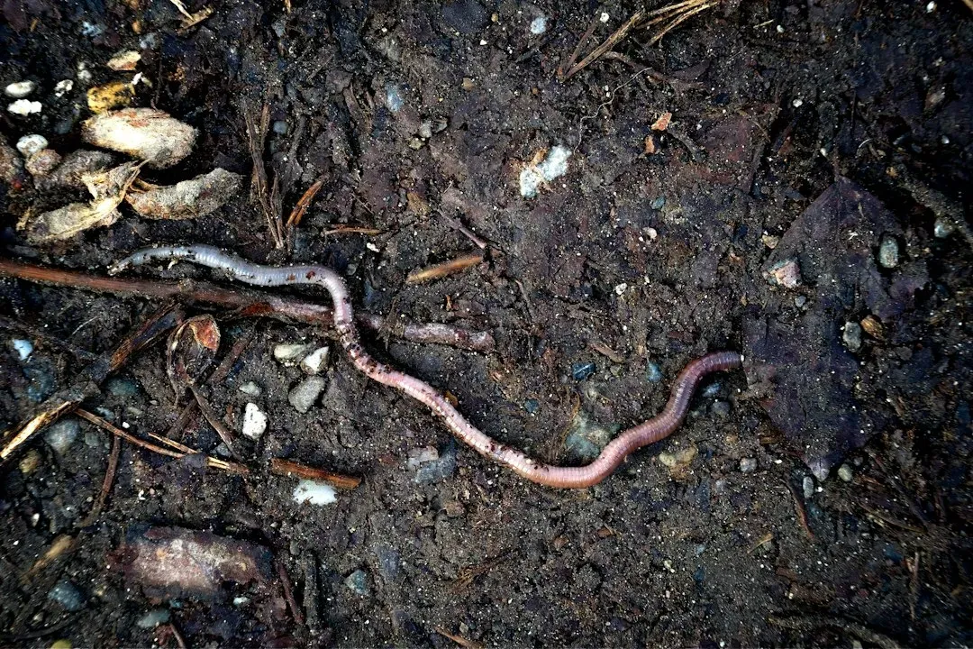 #10 - Earthworms (The Reluctant Tourists) (Image Credits: Unsplash)