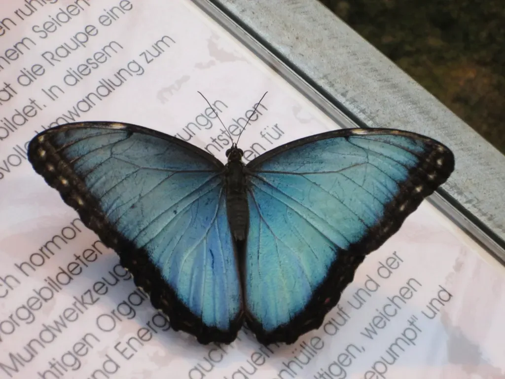 #7 - London's Blue Butterfly Project Uncovers Nine Hidden Species (Image Credits: Rawpixel)