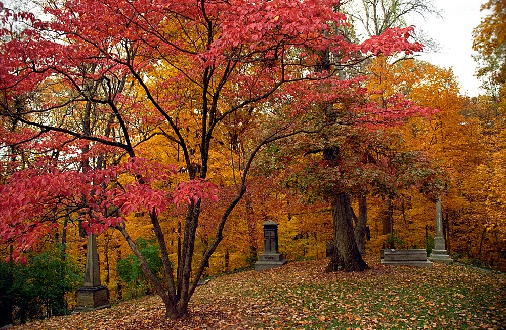 Taurus: The Seasonal Loyalist (Image Credits: Flickr)