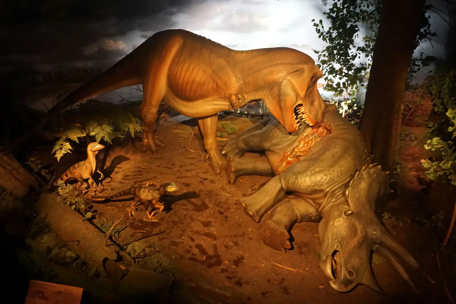 Triceratops Versus T. rex: More Than Just Prey And Predator (By Michael Barera, CC BY-SA 4.0)