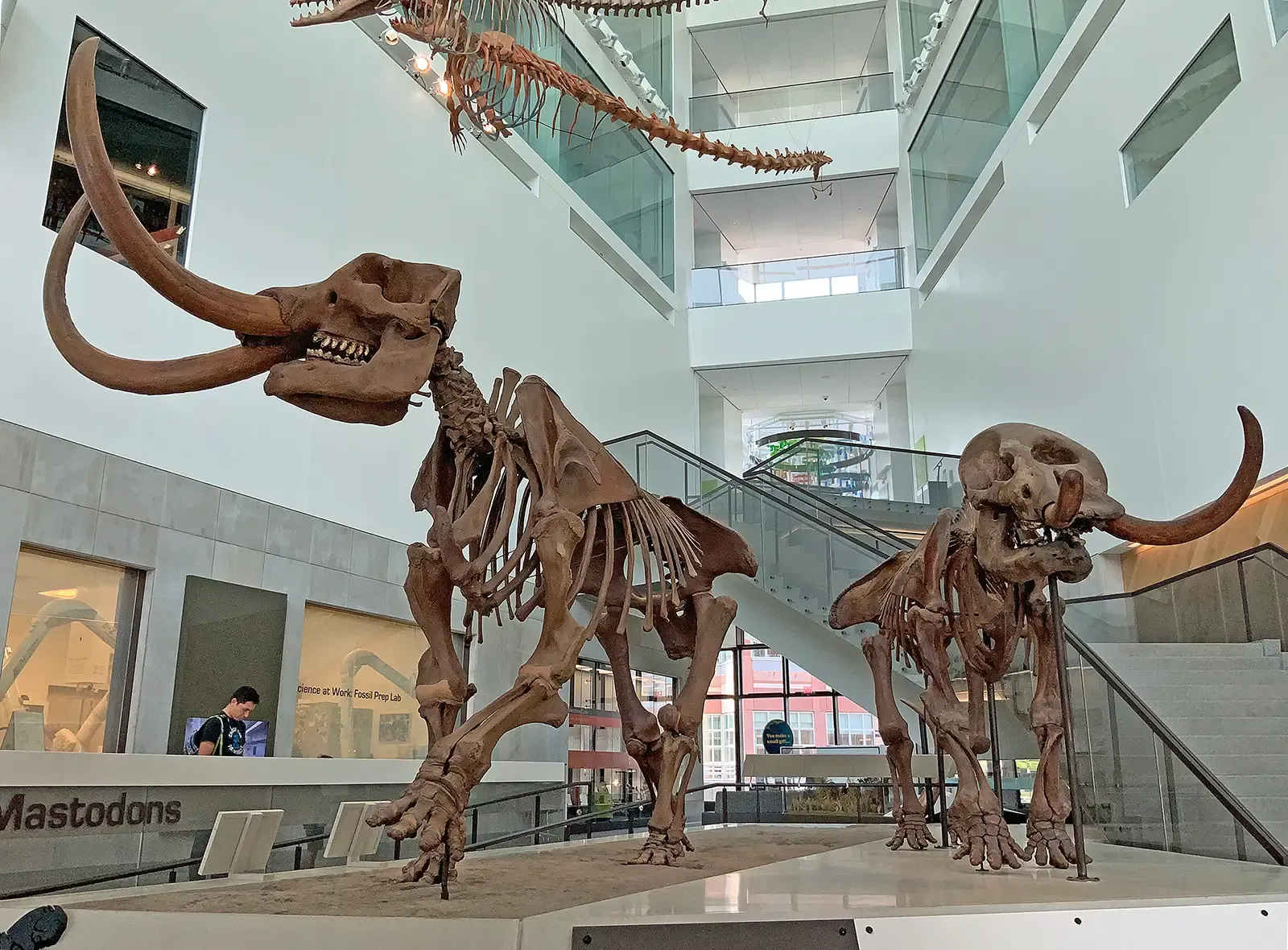 #8 - American Mastodons Refusing to Read the Textbook (By WolfmanSF, CC BY-SA 4.0)