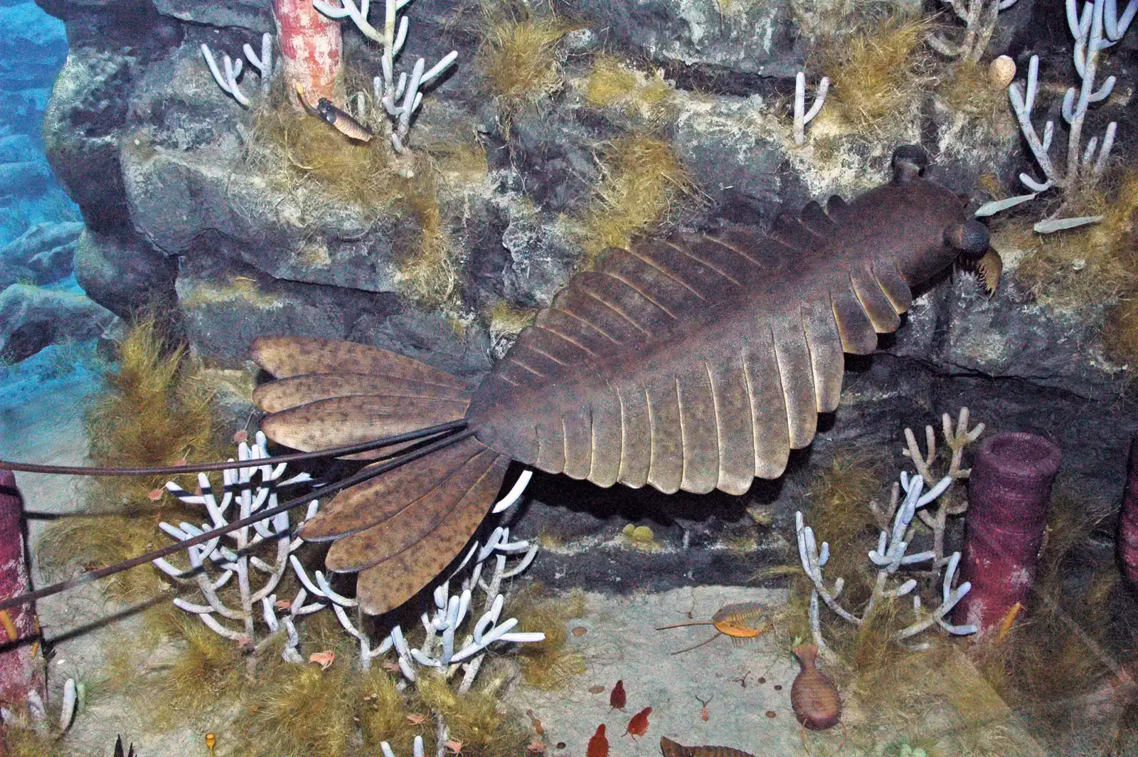The Cambrian Explosion: When Alien-Looking Predators Ruled Ancient Seas (Image Credits: Wikimedia)