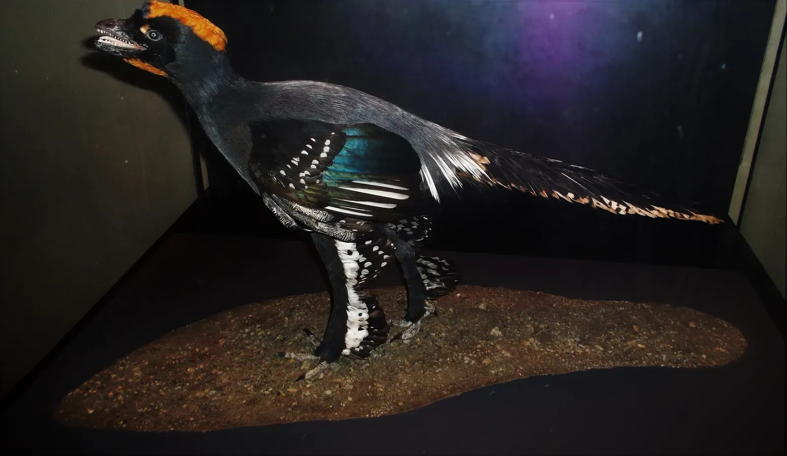 #6 - Anchiornis Had a Red Mohawk, and Most Models Show Plain Black (By Fiver, der Hellseher, CC BY-SA 4.0)