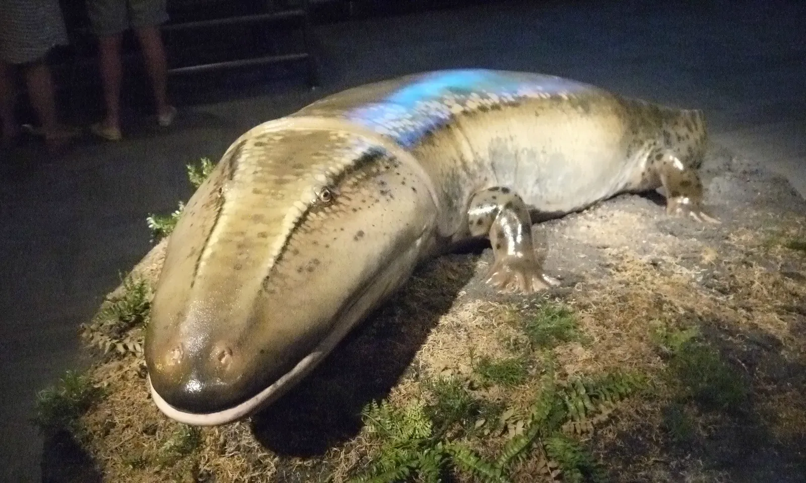 Giant Amphibians: The Crocodile-Like Predators of the Ancient Swamps (Antarctosuchus, CC BY 2.0)