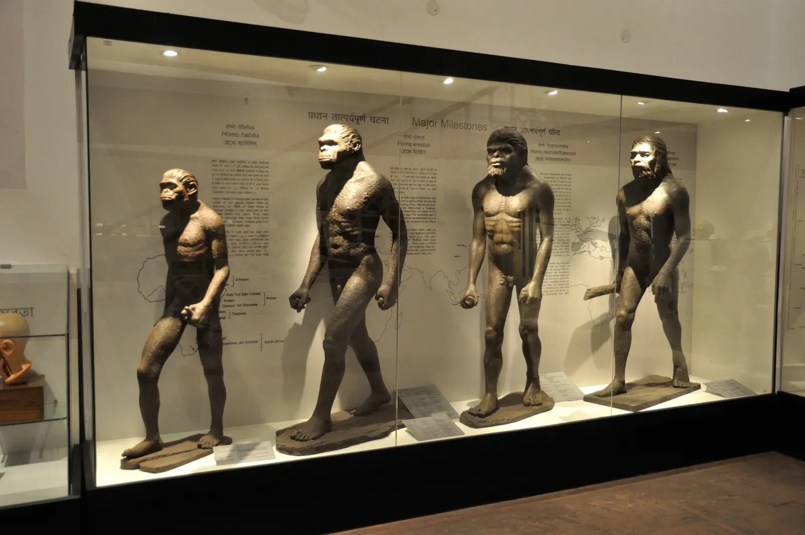 #4: "Caveman" Dioramas Mixed Species That Never Actually Met (By Biswarup Ganguly, CC BY 3.0)