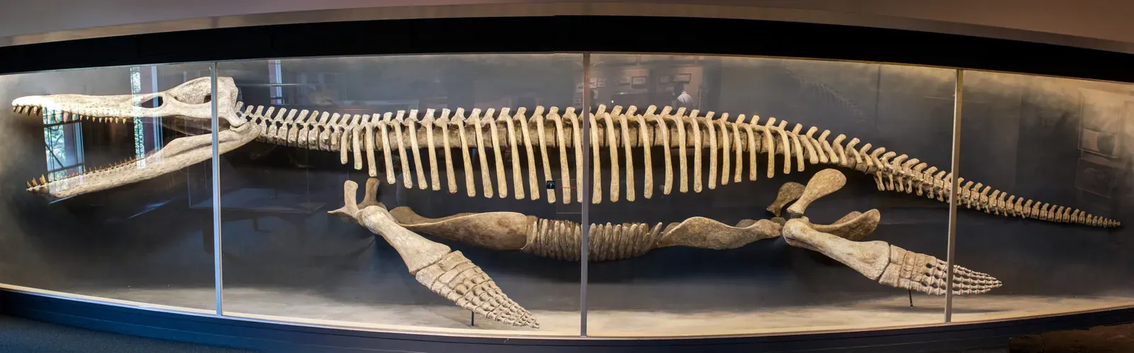 #11 - Kronosaurus, the Pliosaur With Too Many Vertebrae (Flickr: Kronosaurus [217/366], CC BY-SA 2.0)