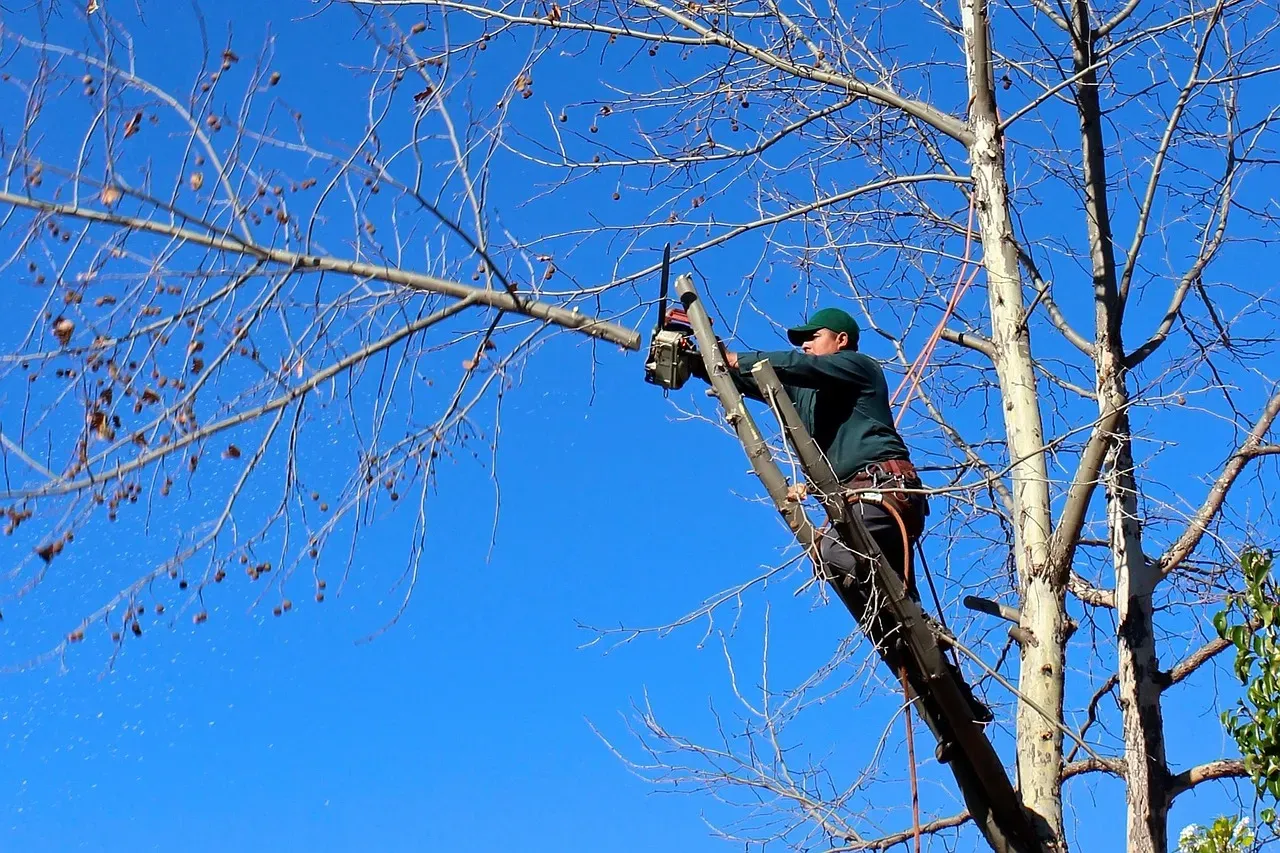 #11 - Power Companies Started Treating Trees as Infrastructure Risk (Image Credits: Pixabay)