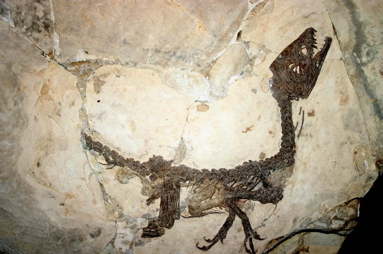 How Do Internal Organs Survive for Over 100 Million Years? (By Giovanni Dall'Orto, CC BY-SA 2.5 it)