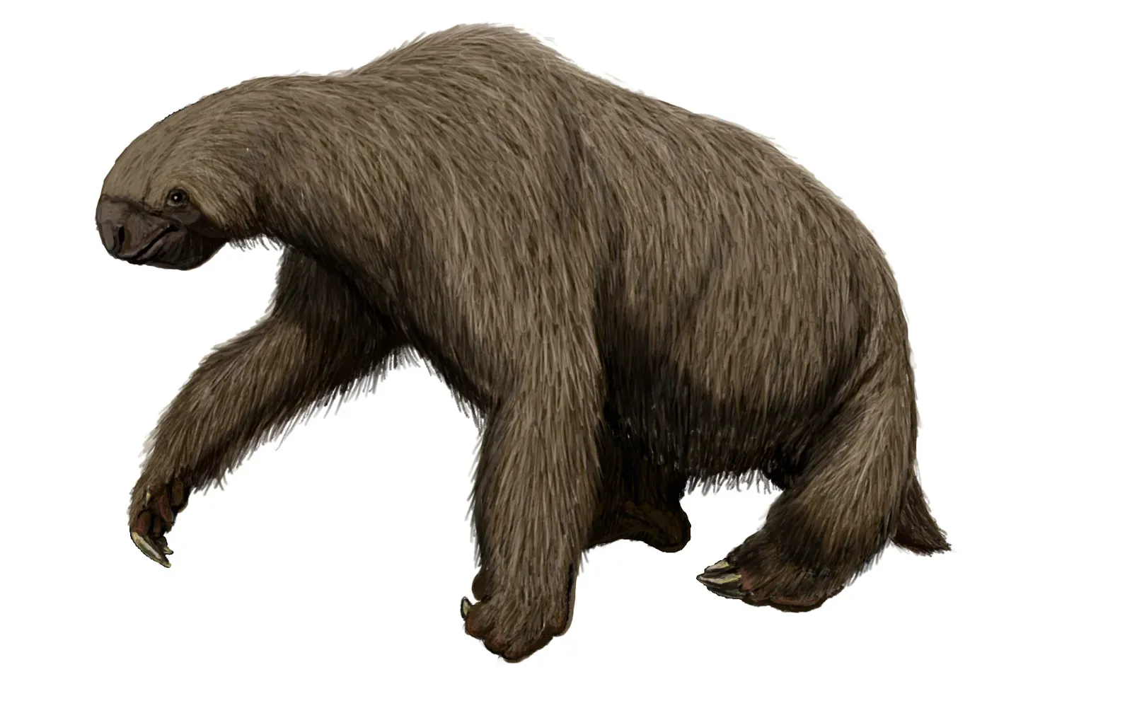 The Giant Ground Sloth: Nature's Gentle Giant (Image Credits: Wikimedia)