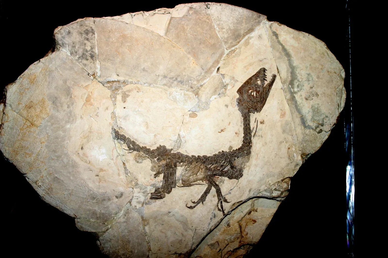 7. Scipionyx and the "Last Supper" That Suggested Parental Feeding (By Giovanni Dall'Orto, CC BY-SA 2.5 it)