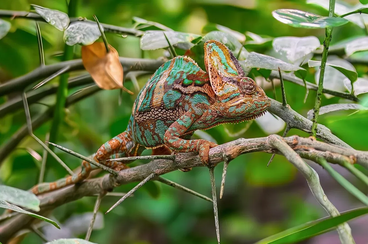 4. The Camouflage Artist: Blending Into Every Environment (Image Credits: Pixabay)