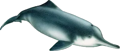 8. Baiji (Yangtze River Dolphin): A Modern Extinction with Deep Evolutionary Roots (universitary work, CC BY-SA 3.0)