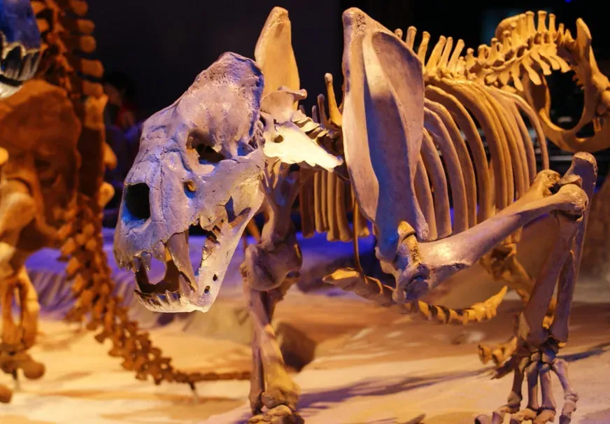 #10 - North America Lost Its "Biggest Bear Ever" Title (Image Credits: Flickr)