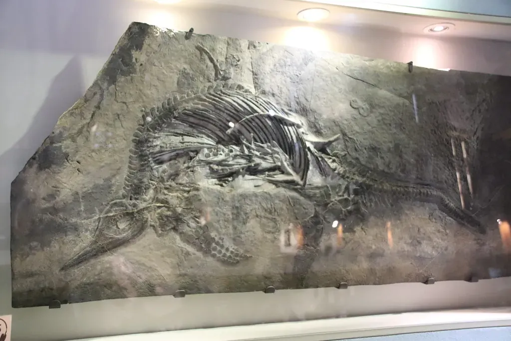 6. Mary Anning's Ichthyosaurus: The Fossil Collector Who Rewrote Marine History (Image Credits: Flickr)