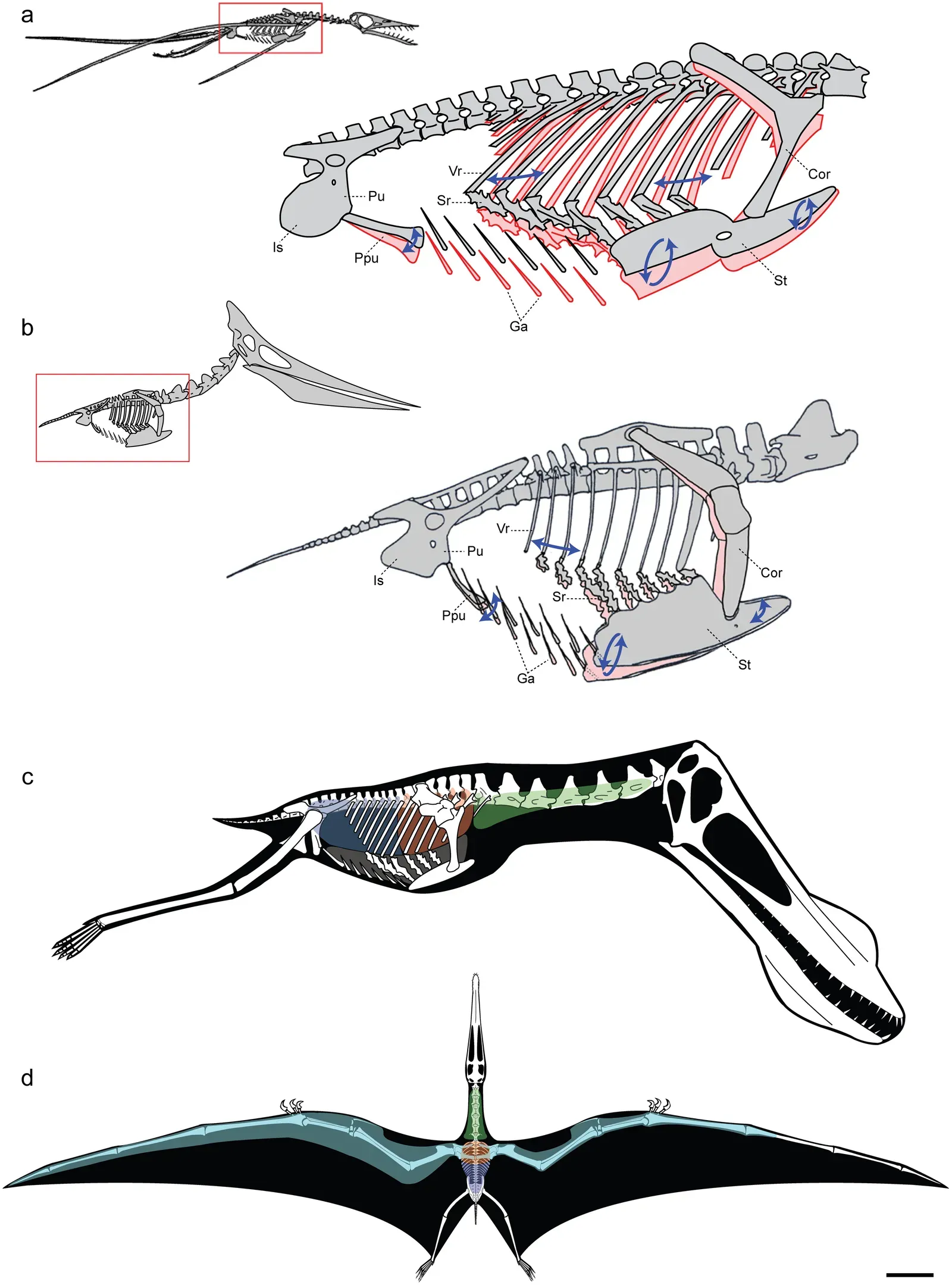 #9 - The "Shark Spine" That Was Actually A Flying Reptile (By Leon P. A. M. Claessens, Patrick M. O'Connor, David M. Unwin, CC BY 2.5)