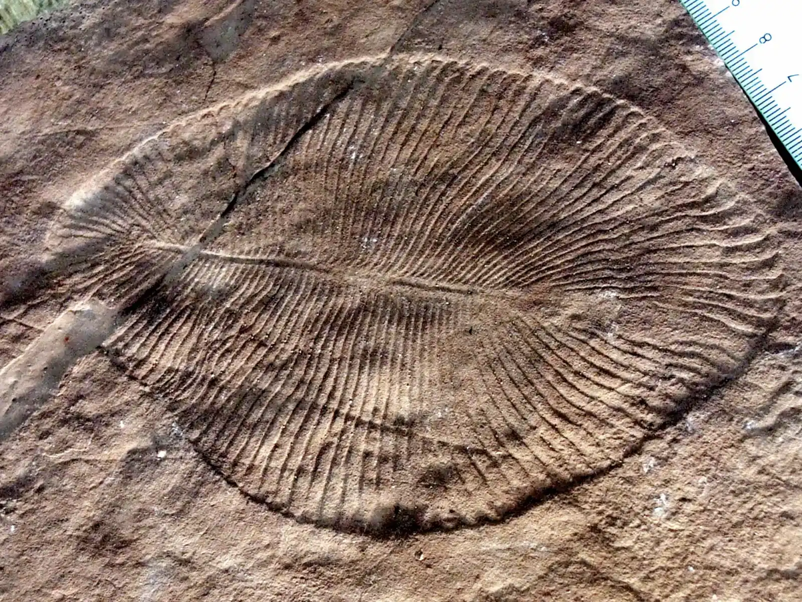 The Ediacara Enigma and Fossilization Magic (Image Credits: Wikimedia)