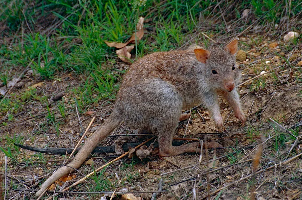 #16 - A "Ghost" Marsupial Related to Kangaroos, Hiding in Cave Fossils (Bernard DUPONT, Flickr, CC BY-SA 2.0)