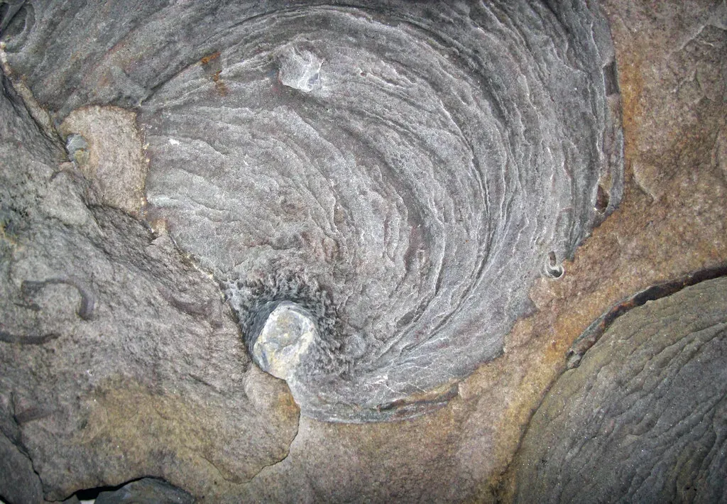 4. Early Burrowers Turned the Seafloor into a Living “Garden Soil” (James St. John, Flickr, CC BY 2.0)