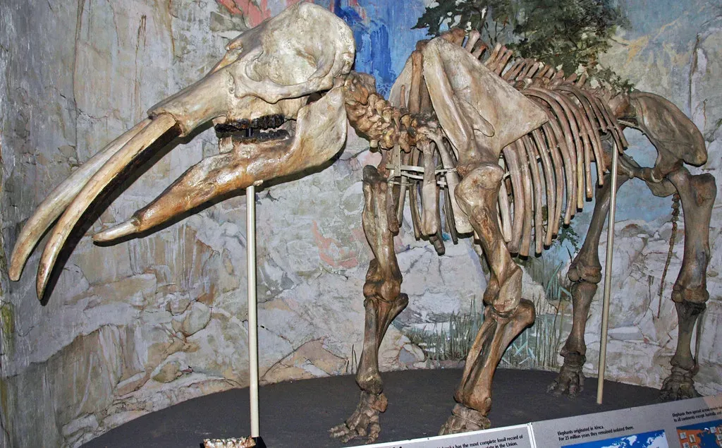 #4 - The Four-Tusked Giants With Shovel Jaws (James St. John, Flickr, CC BY 2.0)