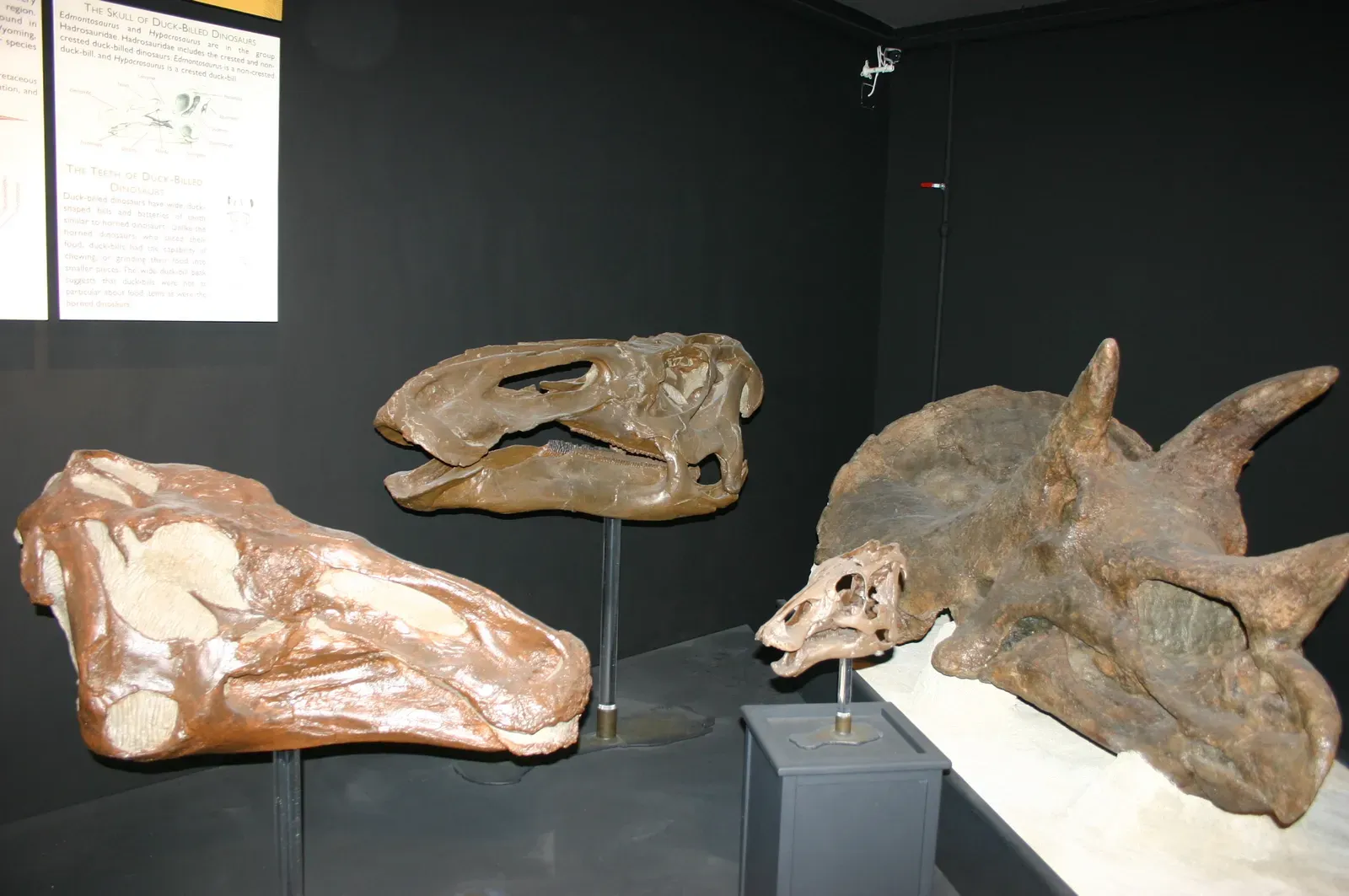 #9 - Anatotitan copei (By Jllm06, Public domain)