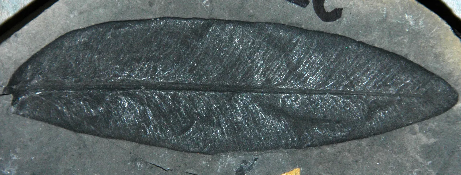 5. The Glossopteris Fossils: The Leaf That Proved Continental Drift (Glossopteris sp. (fossil leaf) (Permian; Antarctica) 1, CC BY 2.0)