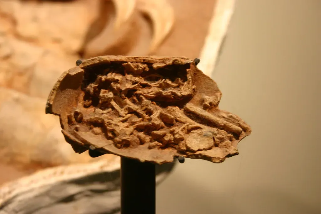 When Embryos Speak Across Millennia (Image Credits: Flickr)