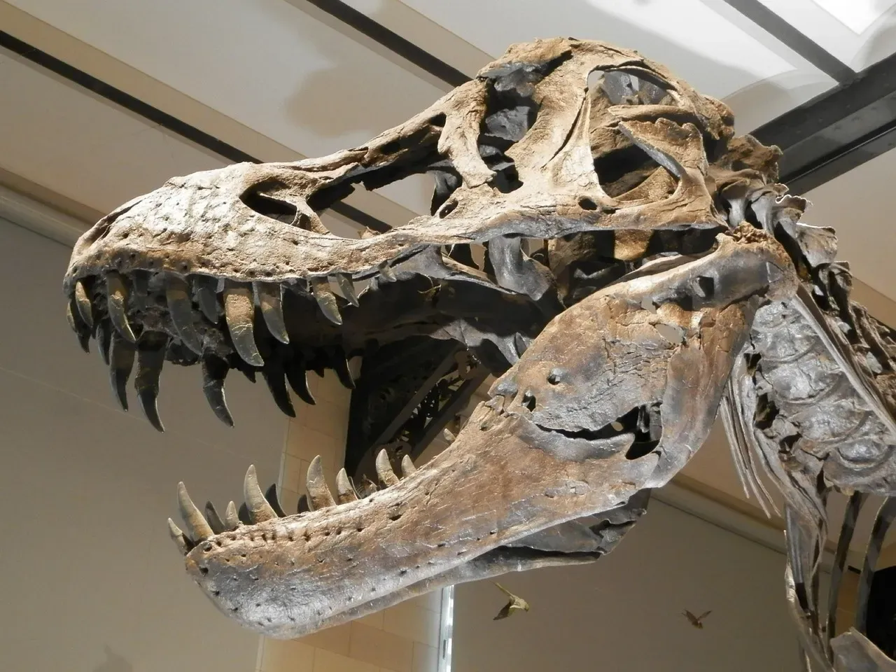 #6 - The Jaw Locked Into Maximum-Force Mode Only in Adulthood (Image Credits: Pixabay)
