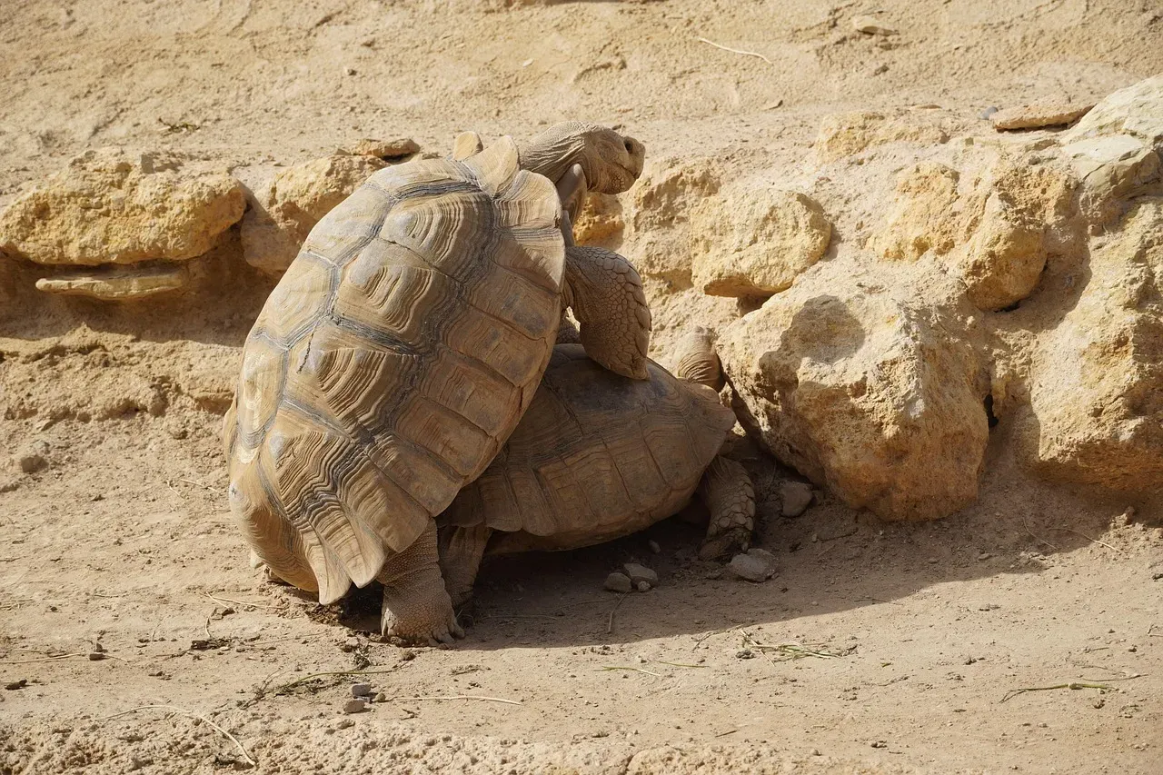 #10 - That Iconic Screech Came From Mating Tortoises (Image Credits: Pixabay)