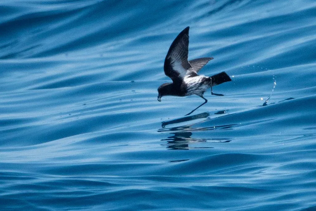 New Zealand Storm Petrel – From Phantom to Protected (Bettina Arrigoni, Flickr, CC BY 2.0)