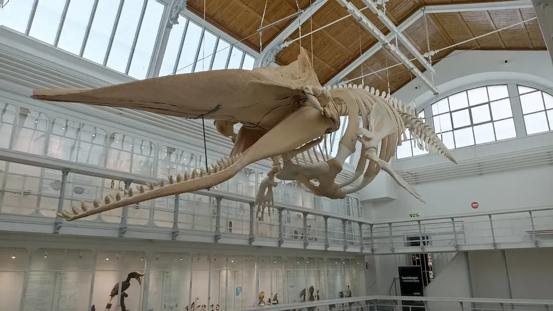9. Pterosaurs: No Longer Leather-Winged Lizards on Stilt-Legs (Image Credits: Unsplash)