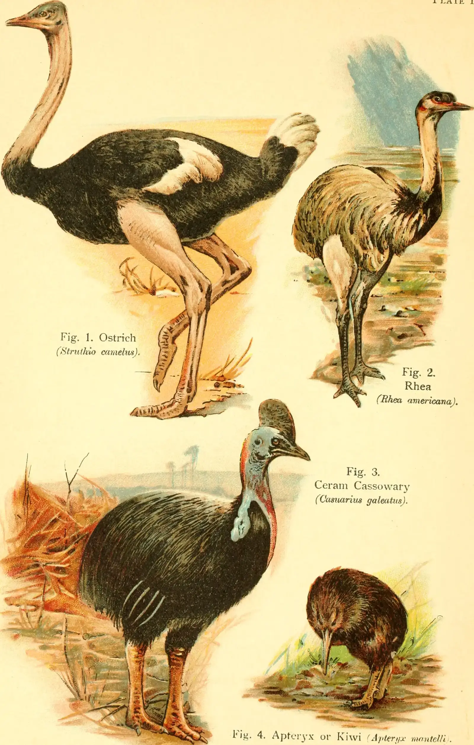 Different Continents, Same Idea: Convergent Evolution in Giant Birds (By Pycraft, William Playne, No restrictions)