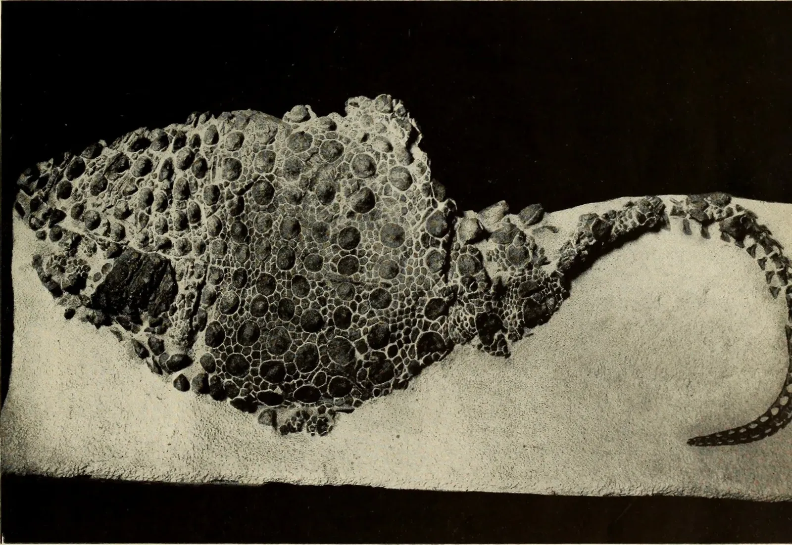 Why These Fragile Traces Matter More Than Ever (By Internet Archive Book Images, No restrictions)