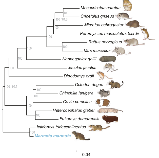 Contrasting Classification Systems (Image Credits: Wikimedia)