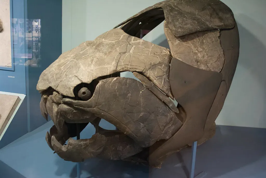 5. It Likely Fed On Armored Prey – Even Other Dunkleosteus (Tim Evanson, Flickr, CC BY-SA 2.0)