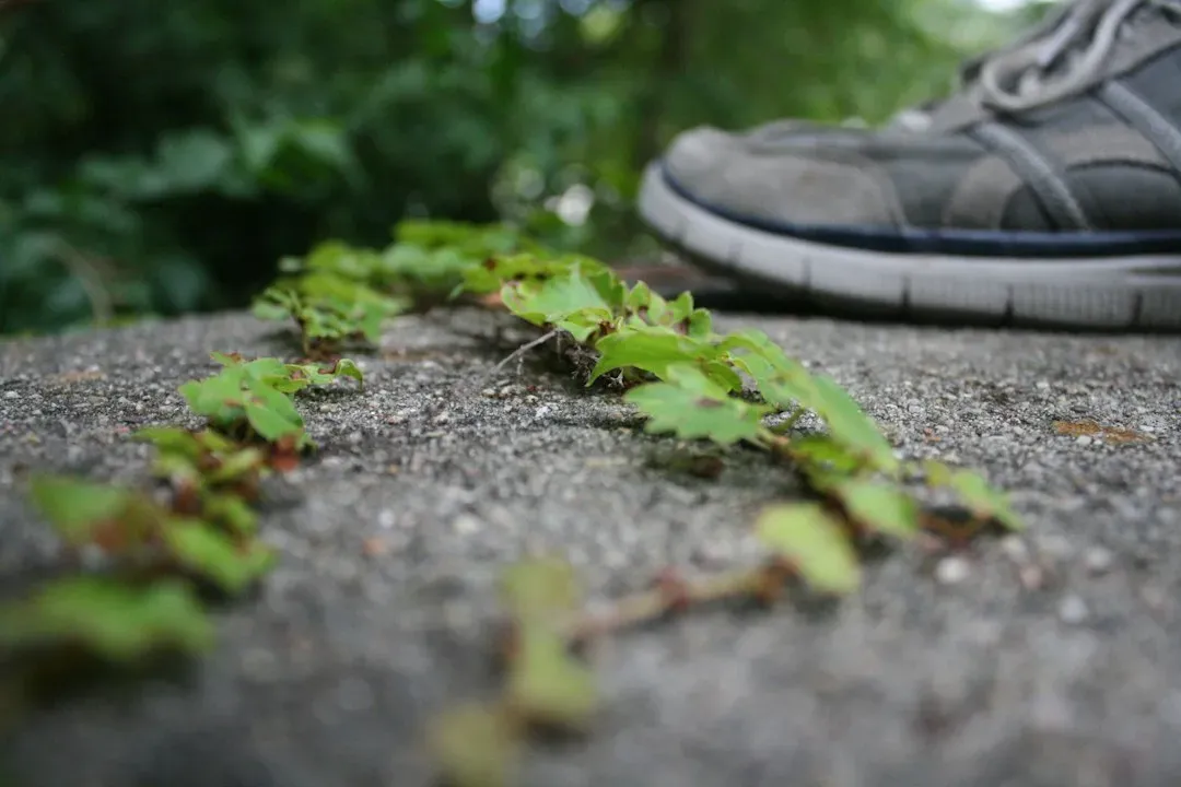 #9 Poison Ivy and Other Problem Vines: Creeping Where You Least Expect It (Image Credits: Unsplash)