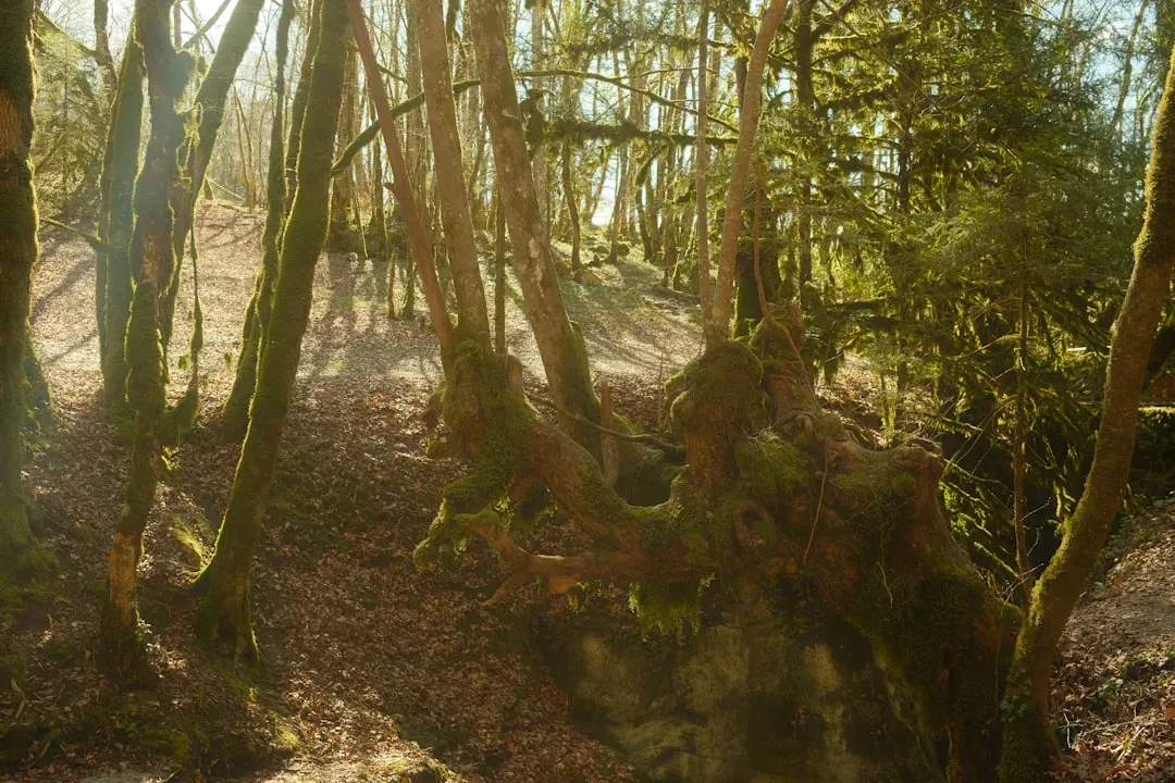 Integrate Ancient Ecosystem Values into Land Use Planning (Image Credits: Unsplash)