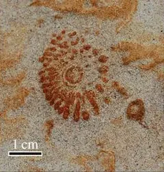 Ichnofacies: When Trace Fossils Map Ancient Environments (By Nicholas D. Pyenson and colleagues, CC BY 3.0)