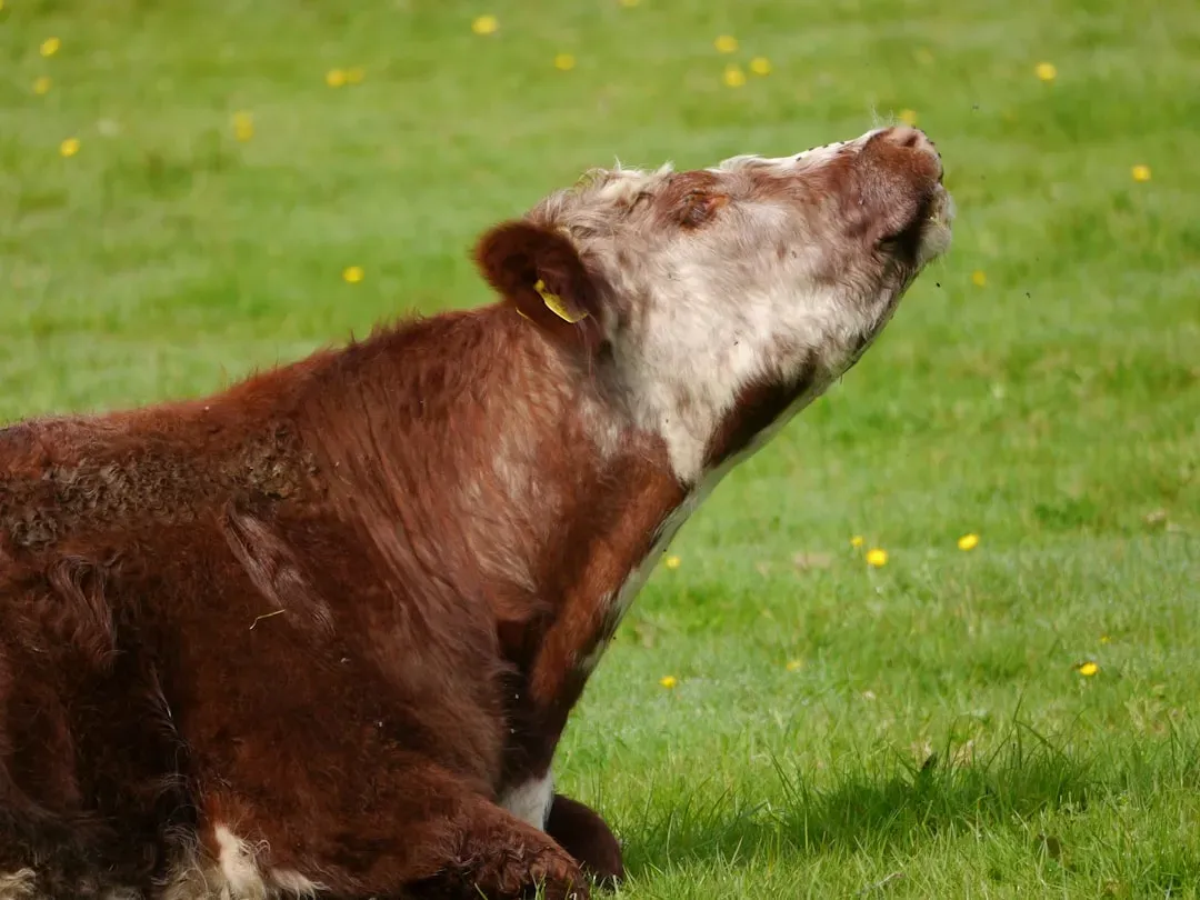 Beyond Humans: Other Animals Also Avoid the Stench of Decay (Image Credits: Unsplash)