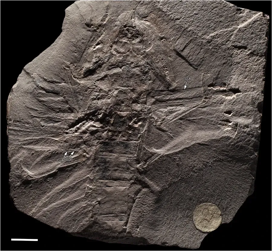 Why These Giant Insects Disappeared (Palaeozoic giant dragonflies were hawker predators Sci Rep https://www.nature.com/articles/s41598-018-30629-w, CC BY 4.0)