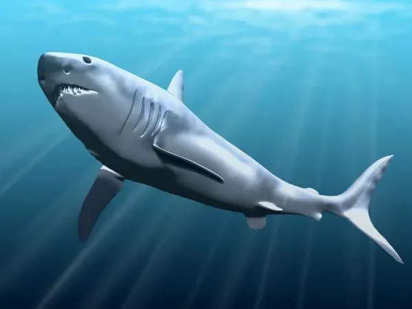 #14 - The Body Shape Overhaul: Not a Giant Great White After All (By Nobu Tamura (http://spinops.blogspot.com), CC BY-SA 3.0)