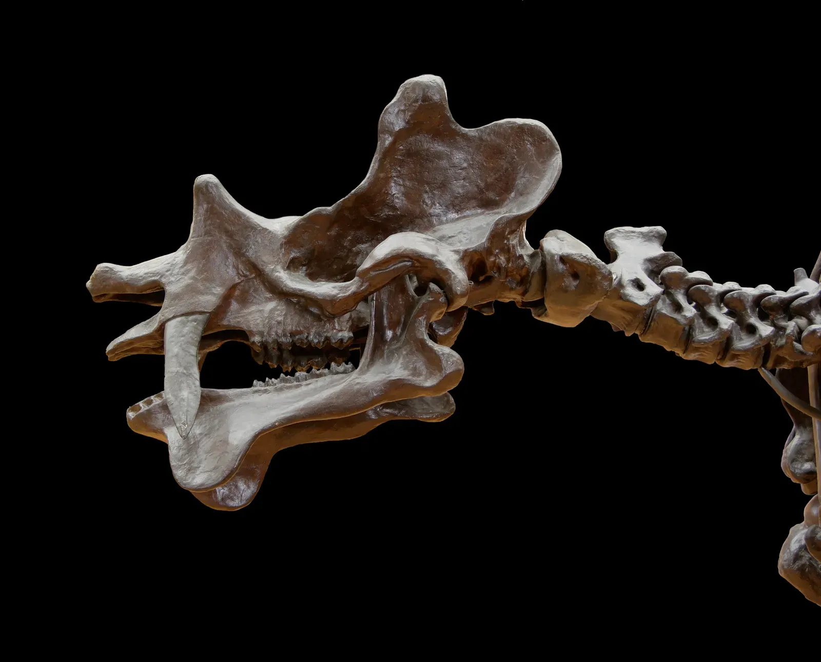 #8 - Big Brains Are Why Mammals Made It Through (By Jebulon, Public domain)