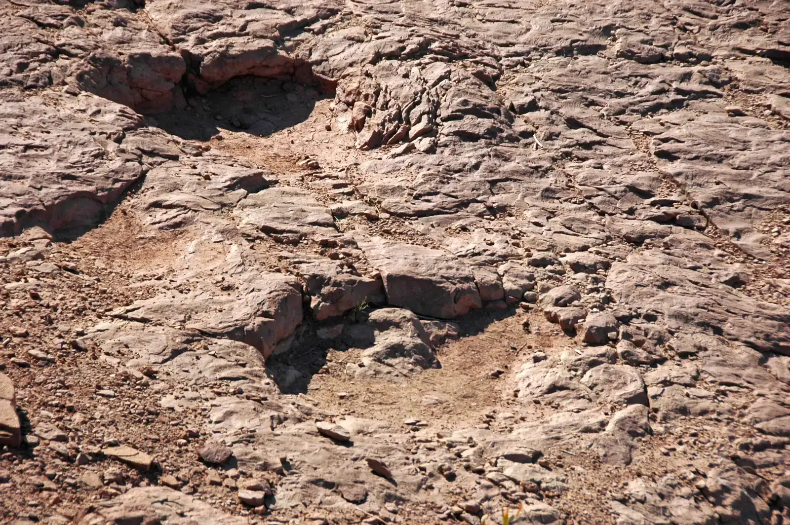 Fossil Footprints And Bone Beds That Hint At Massive Herd Movements (By James St. John, CC BY 2.0)