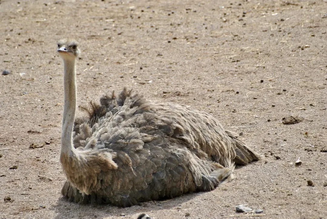 #2 - Ostriches Don't Actually Bury Their Heads in the Sand (Image Credits: Unsplash)