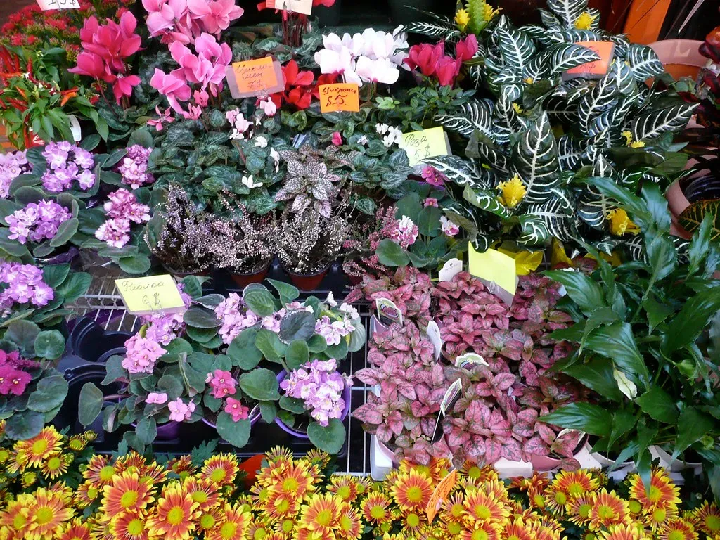 The Flowering Plant Revolution (Image Credits: Flickr)