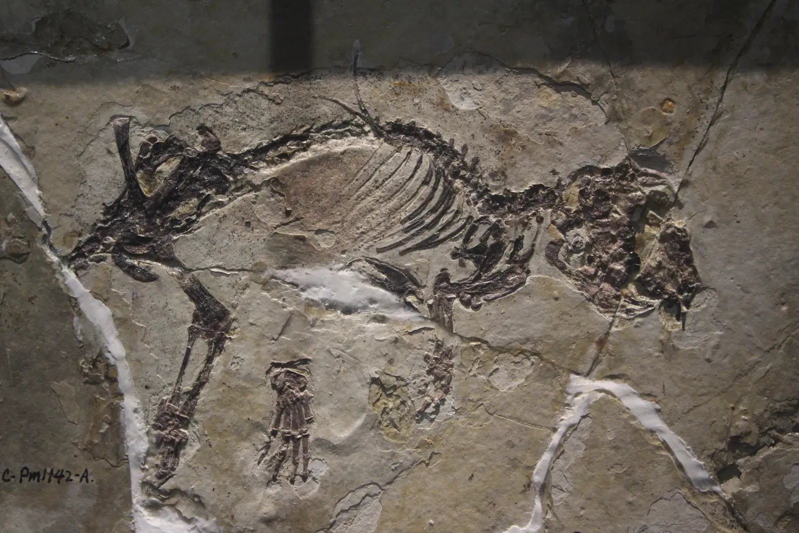 4. The Most Complete Prehistoric Mammal Fossil Reveals Incredible Agility (Image Credits: Wikimedia)