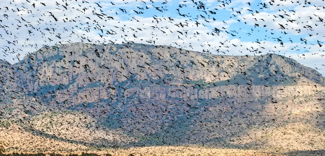 Could they really darken the sky? Swarms, behavior, and what we can infer (Image Credits: Unsplash)