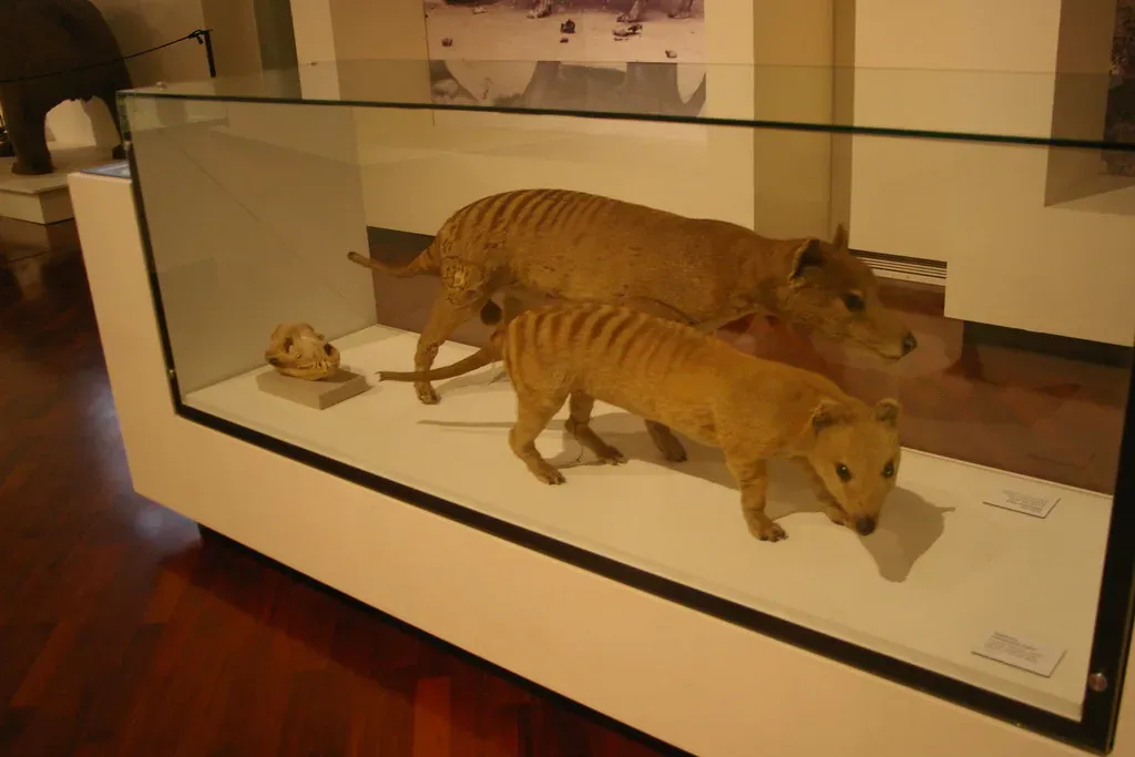 Why the Extinction Story Doesn't Add Up (O En, Flickr, CC BY 2.0)