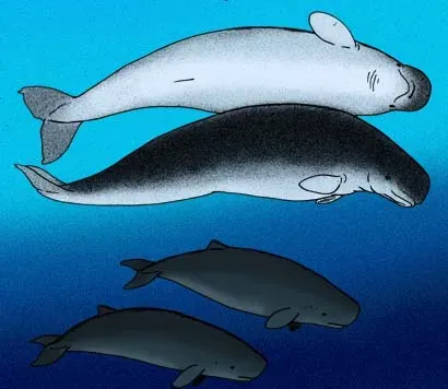 9. Livyatan melvillei: The Prehistoric Sperm Whale That Competed With Megalodon (By Apokryltaros, CC BY-SA 3.0)